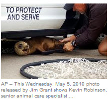 Sea Lion pup rescue