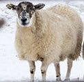 Fugitives dress up as sheep